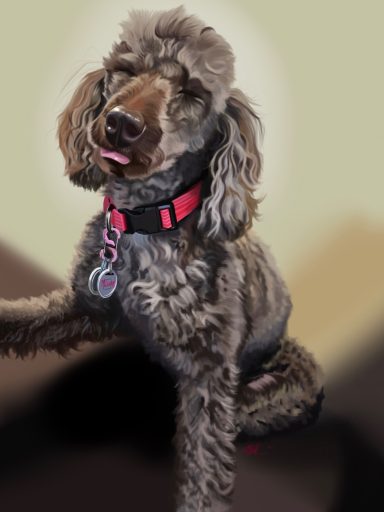 A fluffy gray poodle with a pink collar, sitting with its tongue out.