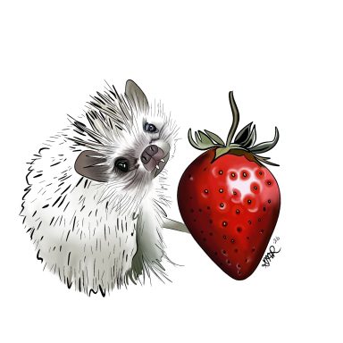 A cute hedgehog curiously looks at a ripe strawberry.